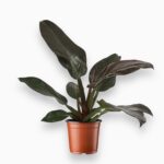 Купить Филодендрон Империал Ред ⌀24 ↑60 см