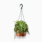 Пеперомия Прострата купить, Peperomia prostrata, ампельное растение, Пеперомия для флорариума, миниатюрное растение, мраморные листья