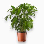 пальма Кариота купить, Caryota mitis, пальма рыбий хвост, декоративная пальма, крупное комнатное растение