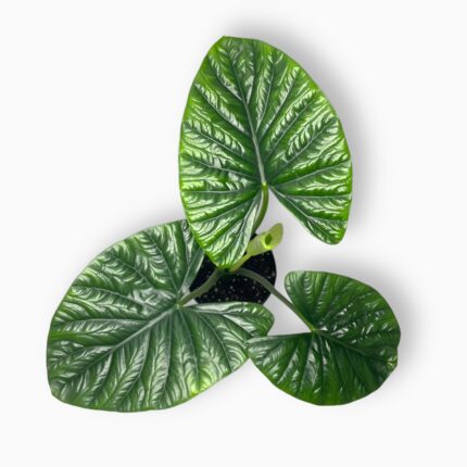 Заказать Алоказия «Лукиван» Лаки Ван ⌀12 ↑40 см