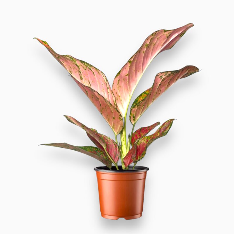 Купить Аглаонема Руби Лав ⌀12 ↑30 см