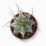 КупитьАстрофитум Каприкорне ⌀8 ↑10 см