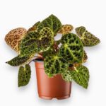 бегония ферокс купить, Begonia ferox, бегония с шипами, редкая бегония, экзотические комнатные растения, бегония в горшке, уход за бегонией ферокс, коллекционные растения