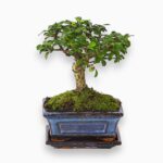 Бонсай Кармона купить, Carmona microphylla, чай фуку бонсай, кармона в керамическом горшке, комнатный бонсай дерево