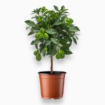 цитрофортунелла лаймкват купить, Citrofortunella Limequat, лаймкват штамб, цитрусовое дерево в горшке, комнатный цитрус, плодовое растение для дома