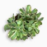 Крассула Курли Грин Вариегата ⌀12 ↑20 см