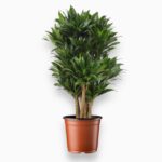 Купить Драцена Фрагранс Компакта бранч ⌀27 ↑110 см