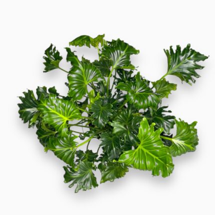 Заказать Филодендрон Атлантис ⌀15 ↑60 см