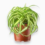 Хлорофитум Бонни купить, Chlorophytum Bonnie, хлорофитум уход, компактное комнатное растение, хлорофитум в подвесном кашпо