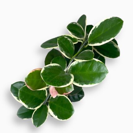 Заказать растение Хойя Аустралис Блонди ⌀12 ↑40 см