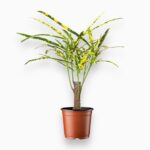 Купить Кодиеум штамб ⌀6 ↑20 см