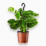 Купить Монстера Обликва Манки Маск ⌀15 ↑40 см