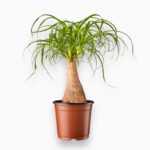 Купить Нолина Рекурвата штамб ⌀17 ↑50 см