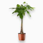 Заказать Пахира Акватика переплетенная ⌀27 ↑160 см