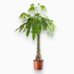 Доставка Пахира Акватика переплетенная ⌀35 ↑200 см