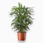 Купить Пальма Рапис ⌀21 ↑90 см