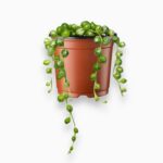 Купить Сенецио Роулеанус Вариегата ⌀6 ↑15 см