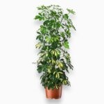 Шеффлера Голд Капелла штамб ⌀40 ↑220 см