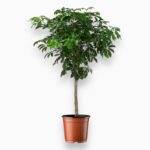 Купить Шеффлера Компакта штамб