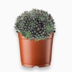 Купить Синокрассула Юннаньская ⌀6 ↑10 см