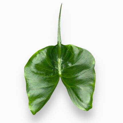 Заказать Алоказия Стингрей ⌀12 ↑40 см