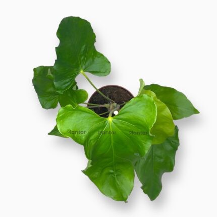 Заказать Антуриум Балаоанум ⌀12 ↑45 см