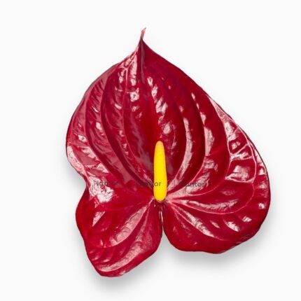 Заказать Антуриум Деликата