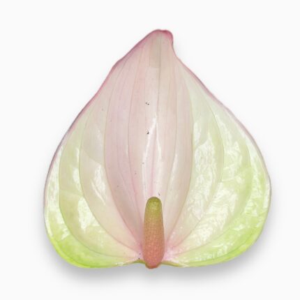 Заказать Антуриум Джоли