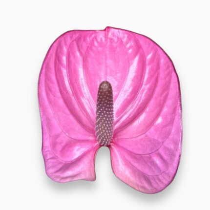 Купить Антуриум Кавалли