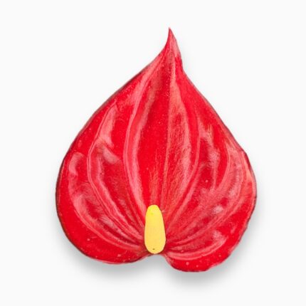 Доставка Антуриум Миллион Цветов ⌀12 ↑40 см