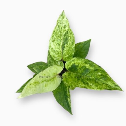 Заказать Антуриум Ренесенс Вариегата ⌀6 ↑10 см