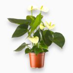 Купить Антуриум Самора