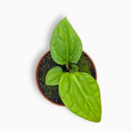 Заказать Антуриум Вилленаорум ⌀6 ↑10 см