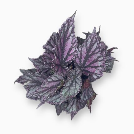 Купить Бегония Дью Дроп ⌀12 ↑25 см