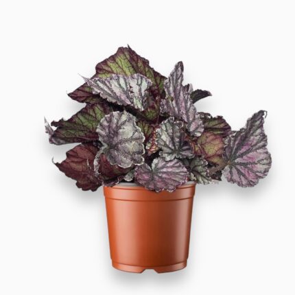 Купить Бегония Дью Дроп ⌀12 ↑25 см