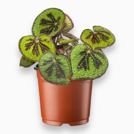 Купить Бегония Мэсона Гора ⌀12 ↑25 см