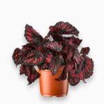 бегония ред кисс купить, Begonia Red Kiss, бегония бордовая, декоративно-лиственные бегонии, бегония с бархатными листьями, редкие бегонии, бегония в горшке, комнатное растение для интерьера