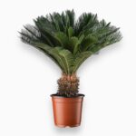 Купить Цикас Революта ⌀32 ↑170 см