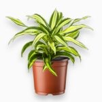 Драцена Фрагранс Малайка ⌀12 ↑25 см