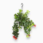 Купить Эсхинантус Мона Лиза ⌀15 ↑45 см