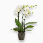 Купить Фаленопсис Токио ⌀12 ↑70 см