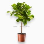 фикус лирата штамб купить, Ficus lyrata штамб, фикус на штамбе, фикус для интерьера, крупное комнатное растение, уход за фикусом