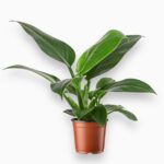 Филодендрон Империал Грин купить, Philodendron Imperial Green, комнатное растение, неприхотливый филодендрон, зелёное растение для дома и офиса
