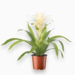 Купить Гузмания Десео Вайт ⌀12 ↑45 см