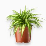 Купить Хлорофитум Оушен ⌀12 ↑20 см