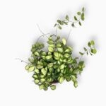 Хойя Хейшкелиана Вариегата ⌀14 ↑30 см