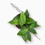 хойя каллистофилла купить, hoya callistophylla, хойя с жилками, редкая хойя, коллекционная хойя, хойя с красивыми листьями, хойя суккулент, хойя декоративная