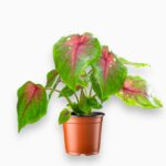 каладиум вайт купить, Caladium White, каладиум белый, каладиум уход, каладиум декоративный, каладиум вариегатный, редкие комнатные растения, каладиум в горшке