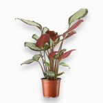 Купить Калатея Пиктурата Аргента ⌀12 ↑40 см