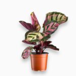 Купить Калатея Розеопикта Кора ⌀12 ↑35 см